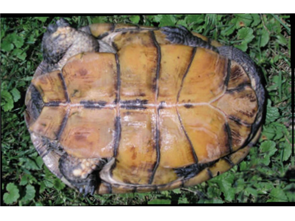 FIGURE 3 FIGURE 3